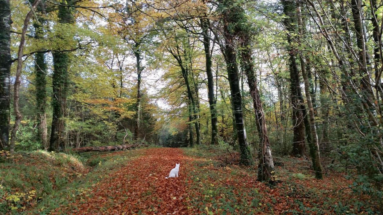 Cosy Countryside Log Cabin Kilkenny Esterno foto